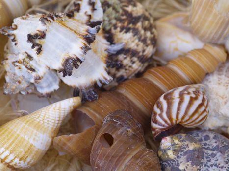 macro shot of snail shells in the sand