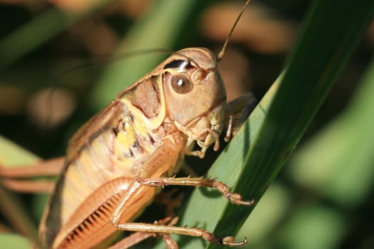 nature, insect, meadow, cricket, jumper, armor, wings,