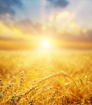 golden wheat field and sunset.soft focus on bottom