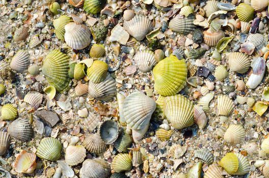 green sea shells with sand as background