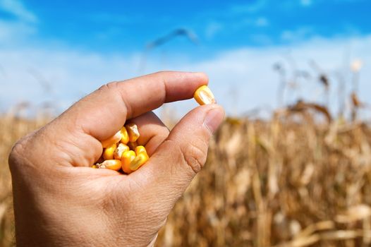 maize in hand over field