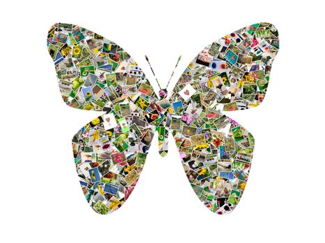 Butterfly, photo collage on white background