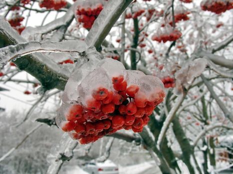 Tree with ice on the berries after storm
