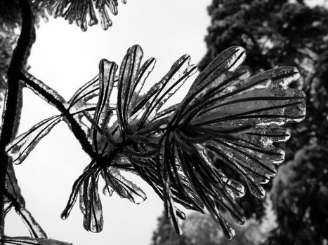 Pine with ice on the branch after storm