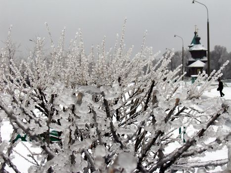 Tree with ice on the branches after storm, church on a background