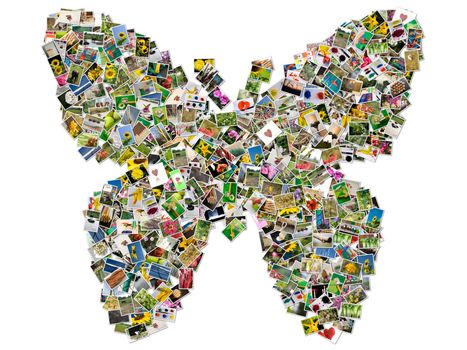 Butterfly, photo collage on white background