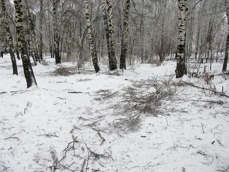 Broken with ice snowy forest after storm