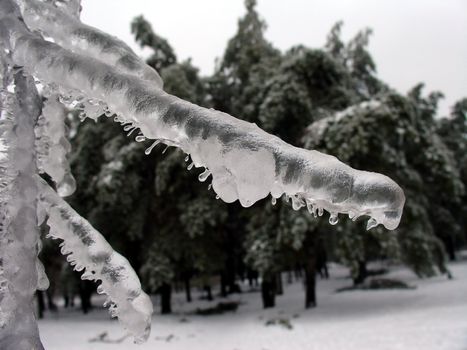 Tree branch wholly in ice after storm