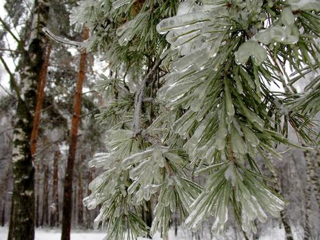 Pine with ice on the branches after storm