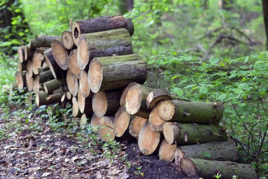 a stack of firewood in the forest