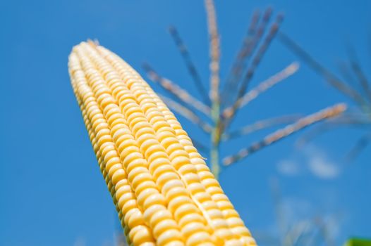 fresh maize under deep blue sky. soft focus on center of image
