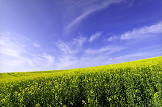 rapeseed field  in summertime