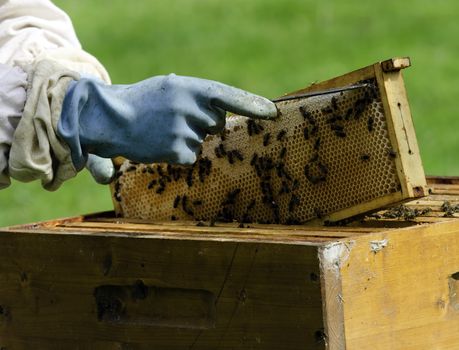 an apiary closeup