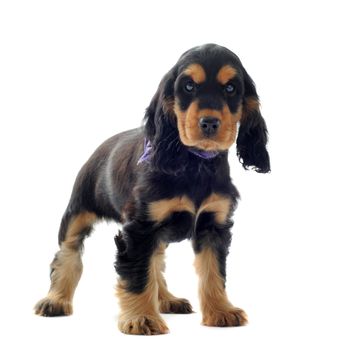 portrait of a  purebred puppy english cocker in a studio