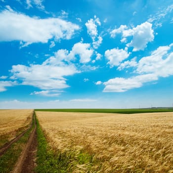 rural road under cloudy sky in golden field