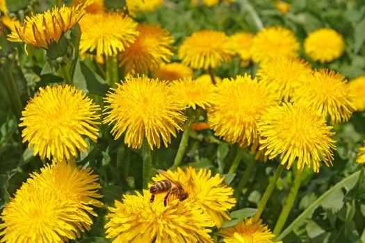 Group of dandelion flowers in sunlight close up. At one of the flowers sat bee