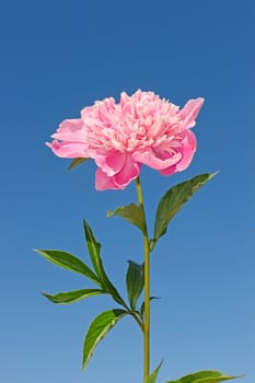 Pink peony flower against the background a blue sky
