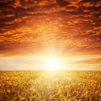 golden sunset over wheat field