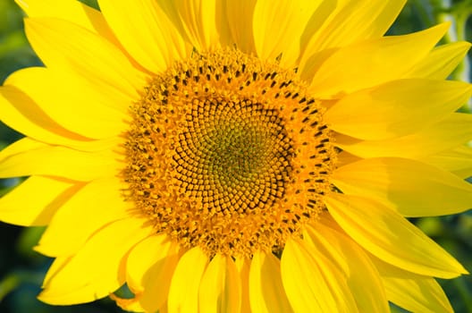 central part of sunflower