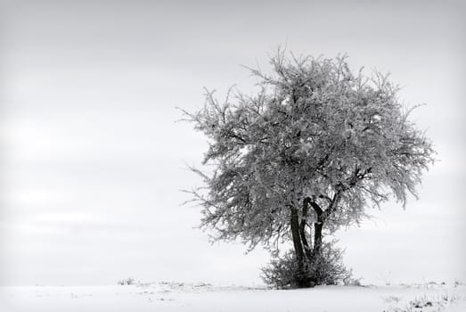 a tree covered with snow