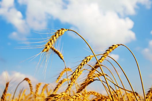 field with gold ears of wheat in sunset