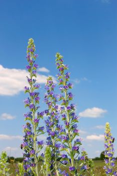 Group of flowering plants on the background of blue sky. Several bees sating on the flowers