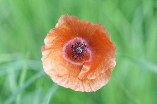 a poppy overview