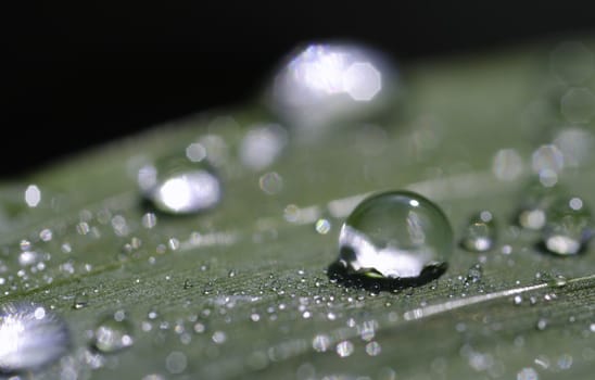 a leaf covered with dew