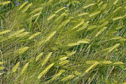 Group of young green barley ears. View from above