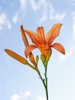 Lily flower against the background pale blue sky with clouds