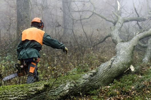 a lumberjack at work