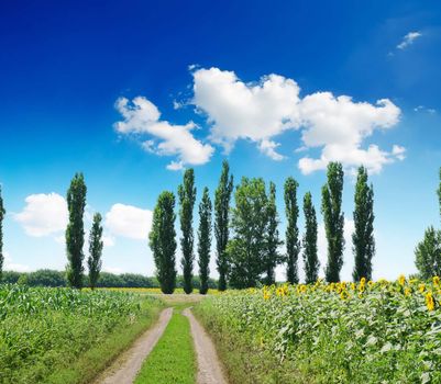 rural landscape with road under deep blue cloudy sky