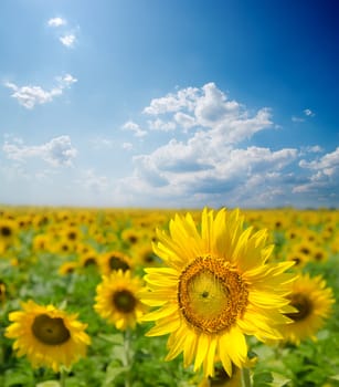 sunflower field under cloudy sky