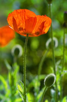 a poppy in  a meadow