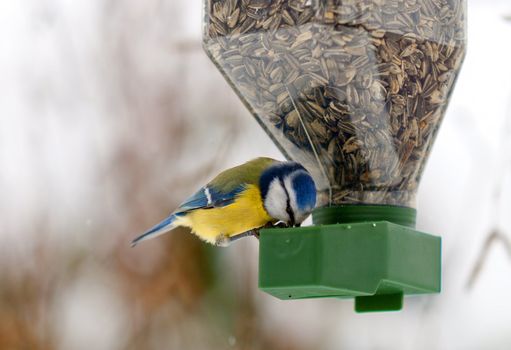 a chickadee feeding on a bird feeder