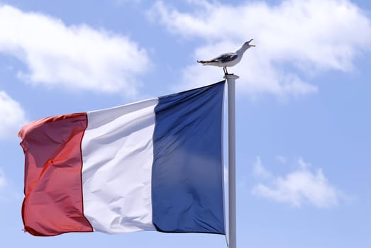 the french flag and a seagull