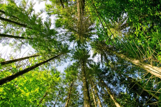 pine forest under in mountain Carpathians