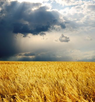 field with gold ears of wheat under dramatic sky. rain before