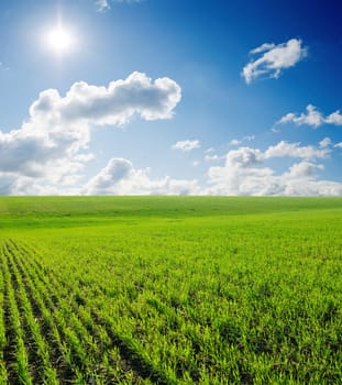 field of grass and deep blue sky with sun