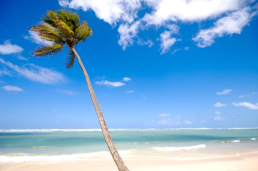 Palm hanging over exotic caribbean beach with the coast in the background.