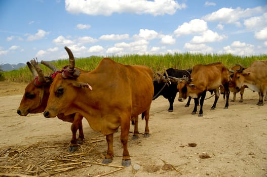 Oxes are working at sugar cane farm. Dominican Republic.