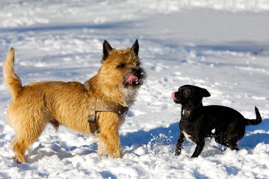 Dogs in the the snow. The breed of the dogs are a Cairn Terrier and the small dog is a mix of a Chihuahua and a Miniature Pinscher. 