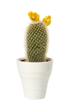Cactus with yellow flower in a pot. Isolated on a white background.