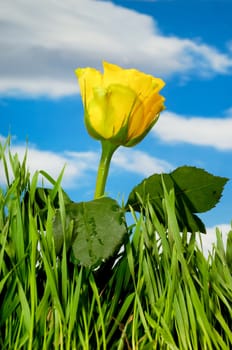 Yellow rose and green grass with blue sky and clouds in the background.