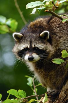 A sweet sad raccoon is sitting in a tree and looking.