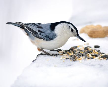 A nuthatch perched on a post with bird seed.