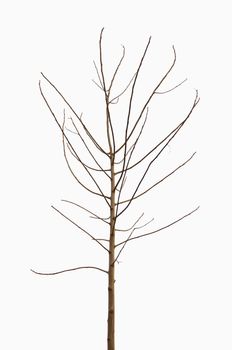 lonely young tree, without leaves, isolated on white background