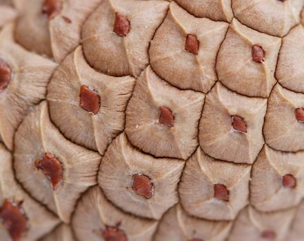 pine cone