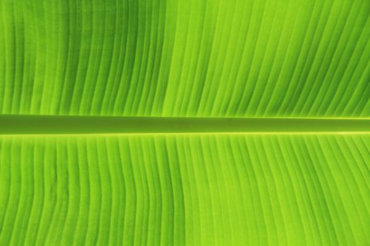 background texture of banana leaf for your design
