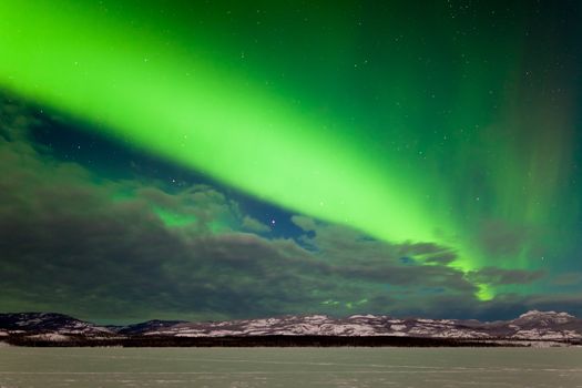 Spectacular display of intense Northern Lights or Aurora borealis or polar lights forming a green band over snowy winter landscape of Lake Laberge  Yukon Territory  Canada